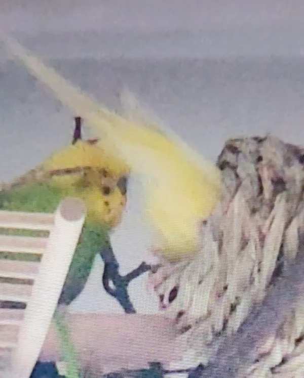 Wellensittich-Bild: Die Yellow ist zuständig für alles was Innen ist,wo man rein kriechen kann.
Sie ist Arschitekin. Hat auch schon andere angelernt.
Mopsi zum Beispiel. 