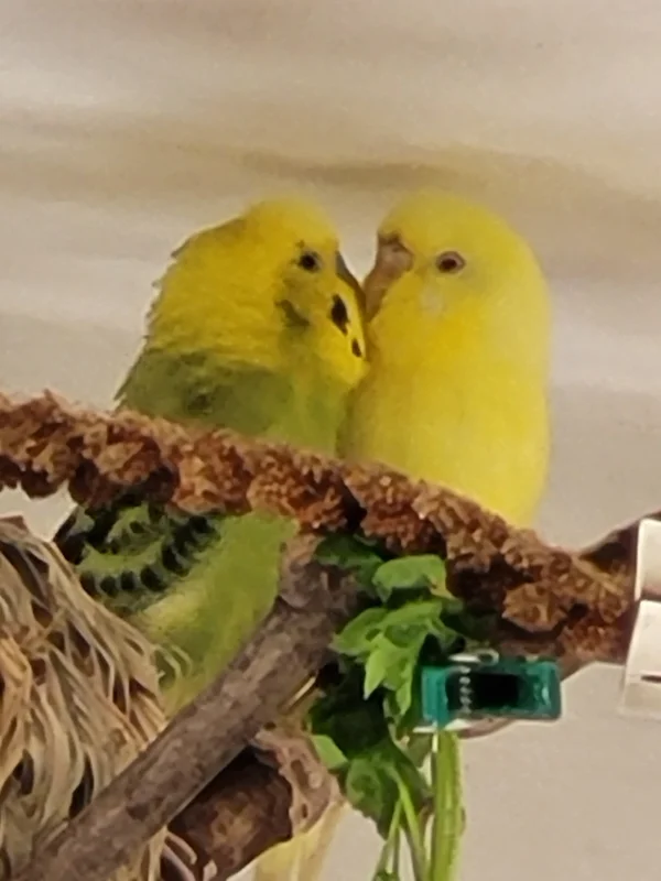 Wellensittich-Bild: Mr. Green bekommt heute viele liebe Geburtstags Bussis von Yellow seiner Liebsten. Vor 3 Jahren schlüpfte der süße Spatz.