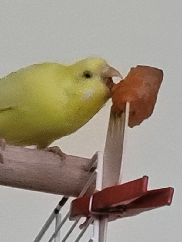 Wellensittich-Bild: Yellow nenne ich jetzt immer die Rupfi-Zupfi. :-))
Da fliegen die Mohrrüben Späne nur so umher. 
Wird alles zerschreddert. 