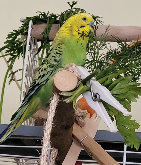 Wellensittich-Bild: Mr. Green fühlt sich wohl inmitten so viel Grün. 
Man kann naschen, an der Möhre schreddern oder baden. 
Wenn es schön nass ist!