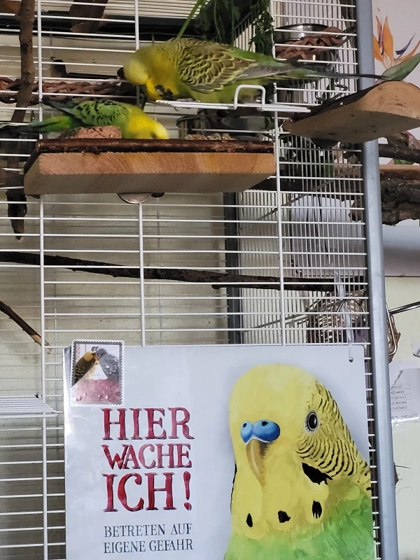 Wellensittich-Bild: Mopsi und Mr Green naschen schnell ein paar lecker Körnchen bevor es die anderen mitbekommen. 
Das Schild passt auch perfekt!:-))