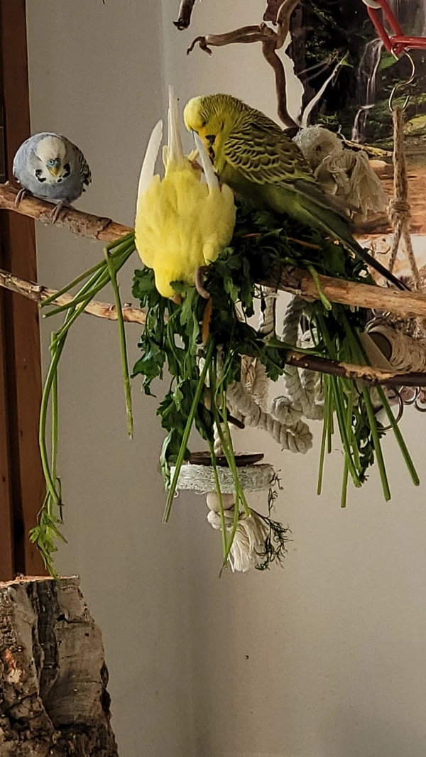 Wellensittich-Bild: Yellow taucht kopfüber ins kühle Nass der Petersilie.
Mopsi und Fidel schauen staunend zu!