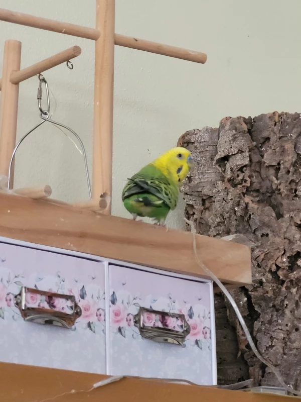 Wellensittich-Bild: Mr. Green schaut ob ihn ja niemand sieht von den anderen gefräßigen Flauschis. Könnten ja dann paar Körnchen weniger sein für ihn.