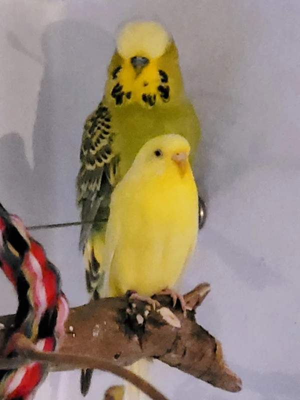 Wellensittich-Bild: Mopsi sitzt in seiner ganzen Pracht hinter Yellow, 
das sie ja keiner belästigt. (außer ihm!) 