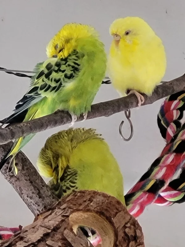 Wellensittich-Bild: Yellow gibt sich ihrem Schicksal hin. Müde Männer wo das Auge auch hinschaut. Hab ich sie so auf Trab gehalten?:-))