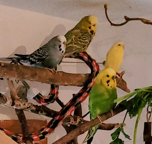 Wellensittich-Bild: Sie sitzen da als ob sie kein Wässerchen trüben könnte.
Wann gibts denn was aufregendes? Oder Kolbenhirse?