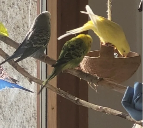 Wellensittich-Bild: Yellow ist die Chefin der 4rer Bande. Nach dem Motto
 erst der Herr, dann das .. Na die anderen halt!! ?