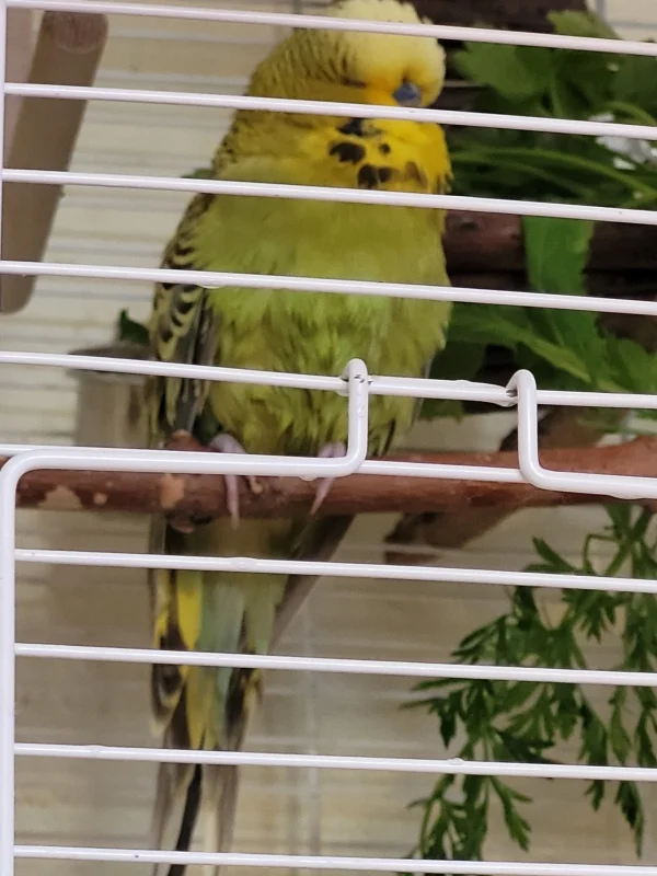 Wellensittich-Bild: Mopsi nach überstandenen Möhrengrün Bad und Verteidigung seines nassen Grünszeugs gegenüber den anderen drei Wellis.
( die ihn ständig belästigten. )