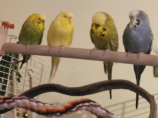 Wellensittich-Bild: Den ganzen Tag  halli galli, Bäuchlein sind voll, ja klar-das macht schon mal müde. Meine  4 Schätze ganz unschuldig ?  und harmonisch. :-)))