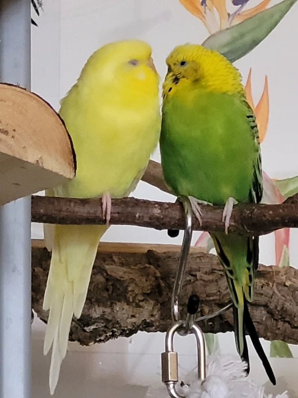 Wellensittich-Bild: Yellow die gelbe Schönheit ganz entspannt mit Füsslein im Gefieder und Äuglein zu. Mr.Green ihr in Liebe zugewandt.
Teilweise auch mit Äuglein zu. 
Sie sind so süß die Zwei.:-)