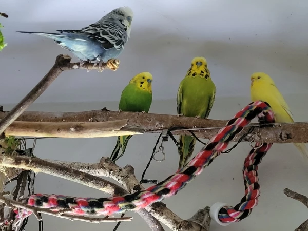 Wellensittich-Bild: Fidel hat heute das Sagen. Wie die anderen sich auch benehmen manchmal, also das musste mal gesagt werden. 
Yellow und Mr. Green scheinen SEHR gelangweilt,
Mopsi schläft schon fast. Lasst ihn reden...:-))