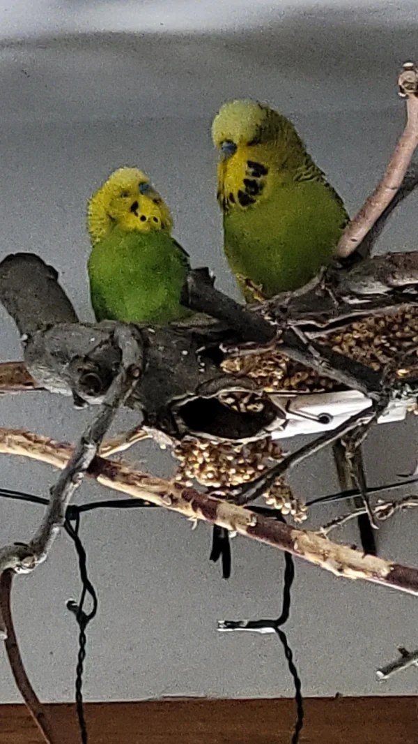 Wellensittich-Bild: Mr.Green verteidigt sich vehement gegen Mopsis Annäherungs Versuche. 
