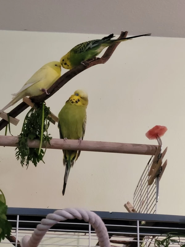 Wellensittich-Bild: Turteltäubchen Mr. Green & Yellow am turteln.
Mopsi beobachtet ob auch alles mit rechten Dingen zugeht. 
Oder ob er da noch was lernen kann. :-))
