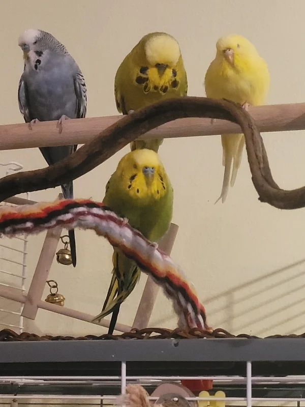 Wellensittich-Bild: Das sind meine Lieblinge einträchtig von vorne alle zusammen mal.
Fidel, Mopsi, Yellow oben ☝️ Mr. Green unten. 
Man beachte die Schwanzfeder von Mr. Green. Sie wächst immer so nach.