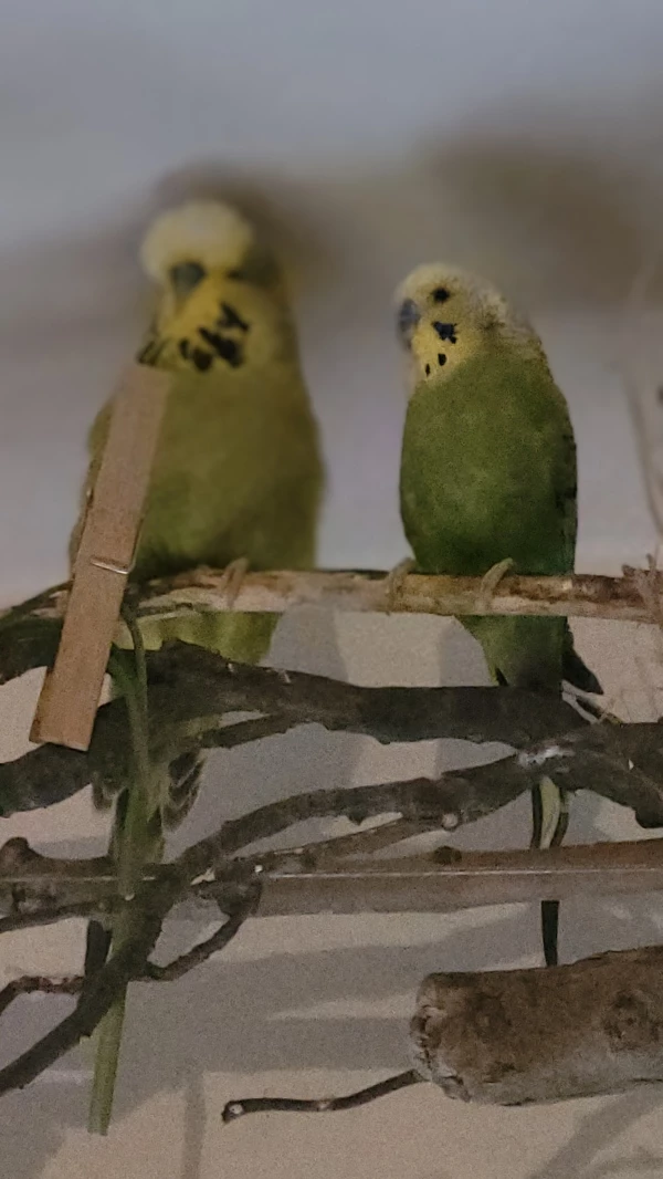 Wellensittich-Bild: Unschuldslämmlein Mopsi und Mr. Green nach Bussi und Geschnäbel. Einfach schauen als ob nix wäre! Die Partner müssen ja nicht alles wissen.  