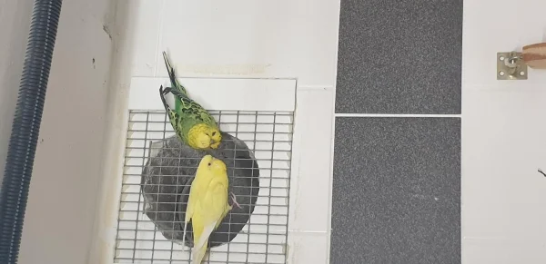 Wellensittich-Bild: Das sind meine zwei Wellis vom Züchter. Die Yellow 
sinnigerweise unten. Mr.Green ☝️ oben.  Sie sind ein Paar
und lieben sich sehr.