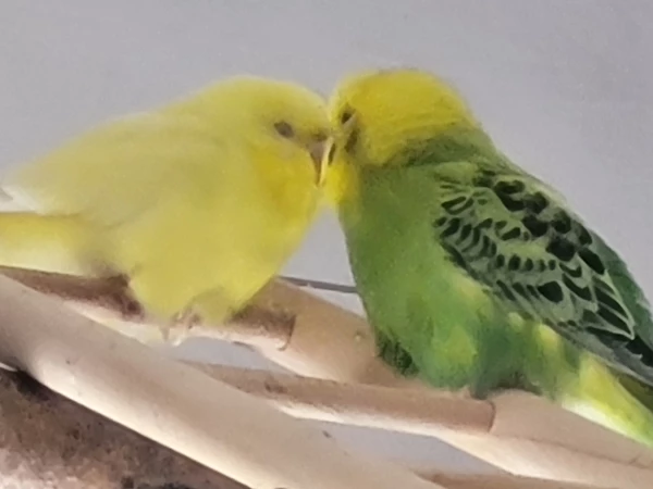 Wellensittich-Bild: Mr. Green und Yellow beim innigen zusammen chillen!
Danach wieder eifrige Schnäbeleien & Liebesbekundigungen. 