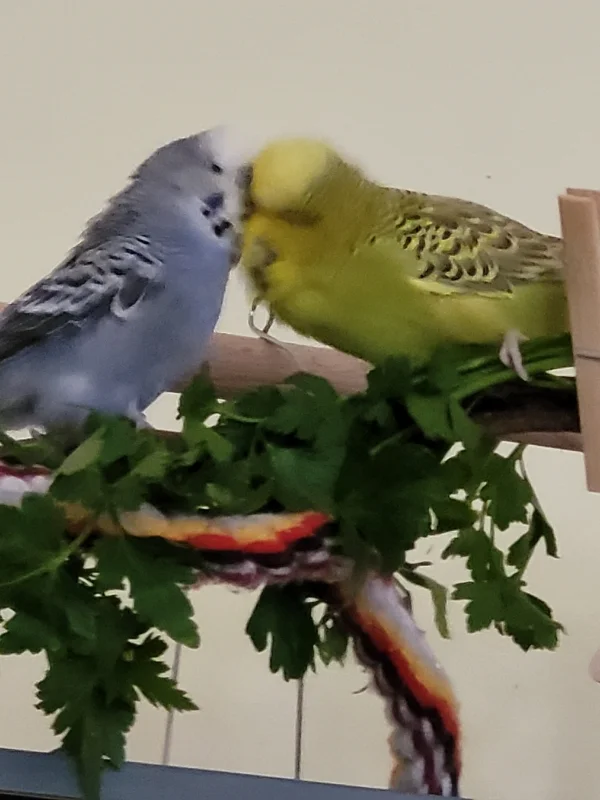 Wellensittich-Bild: Die wahre Liebe ist soooo schön! 
Mopsi & Fidel.( wird Fideel ausgesprochen)