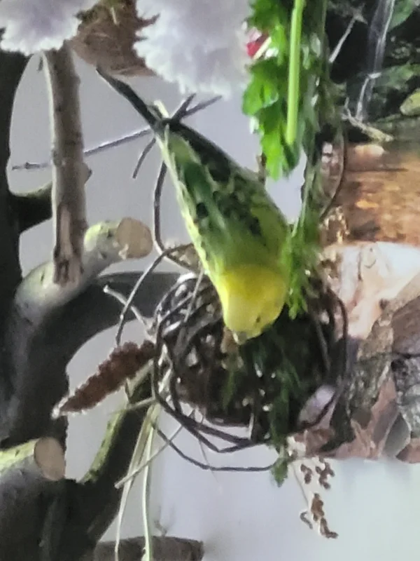 Wellensittich-Bild: Sehr geschickt ist er der Mr. Green.  Das Weidenbällchen schaukelt auch zu schön! Zur Belohnung steckt auch immer leckeres drin!