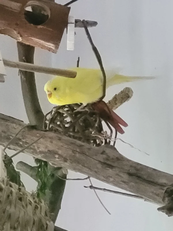Wellensittich-Bild: Die Yellow startbeteit für alles was lecker ist.
Sie hat schon was entdeckt,die schlaue Schönheit:-)))