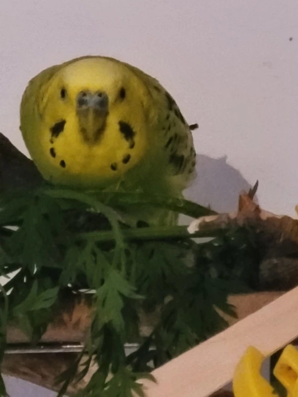 Wellensittich-Bild: Mr. Green beim Petersilie fressen.  Grün zu grün. 
Er mag es gar nicht gestört zu werden.
Weder von den anderen noch von mir. :-))