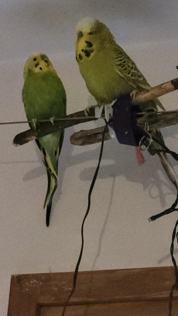 Wellensittich-Bild: Links mein kleiner Mr. Green, rechts mein großer Mopsi.
