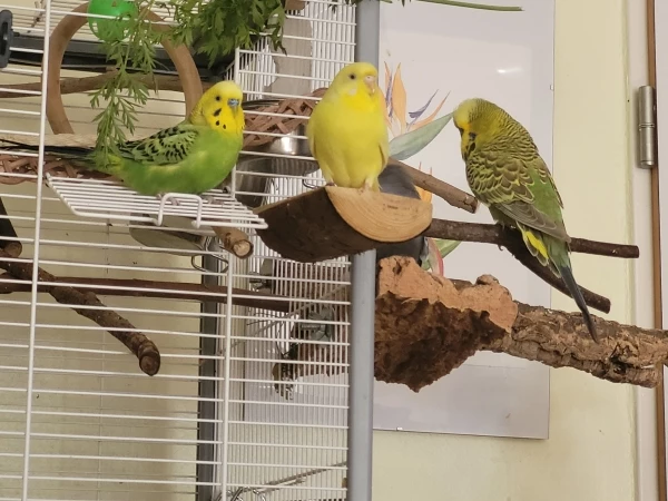 Wellensittich-Bild: Mr. Green, Yellow und Mopsi [von links]
 warten geduldig auf ...?
Kolbenhirse rot! :-))