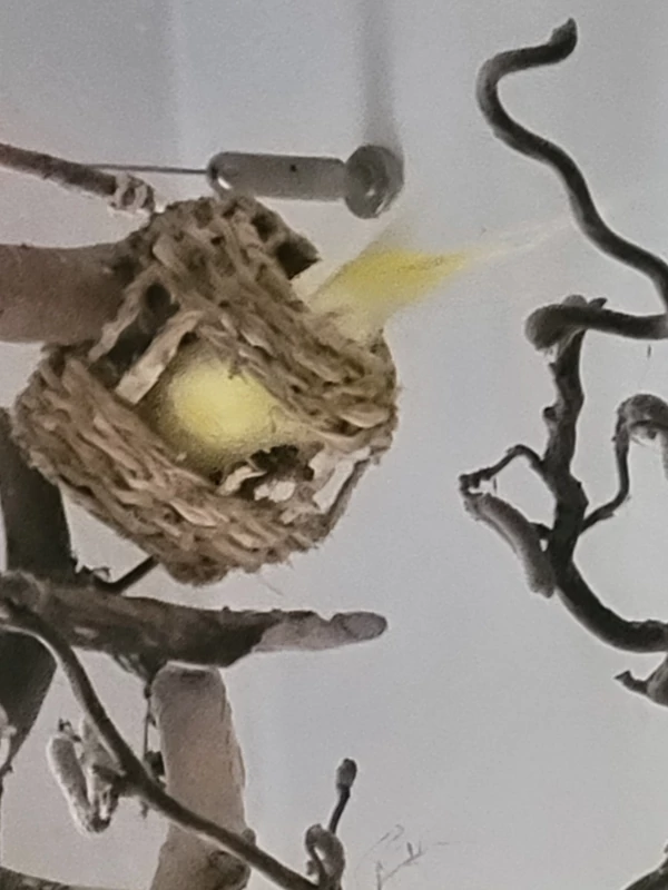 Wellensittich-Bild: Yellow ganz intensiv beschäftigt mit schreddern und genaueste Untersuchung des Bast Gedöns.  
Das macht nur sie, die anderen interessiert das nicht. 