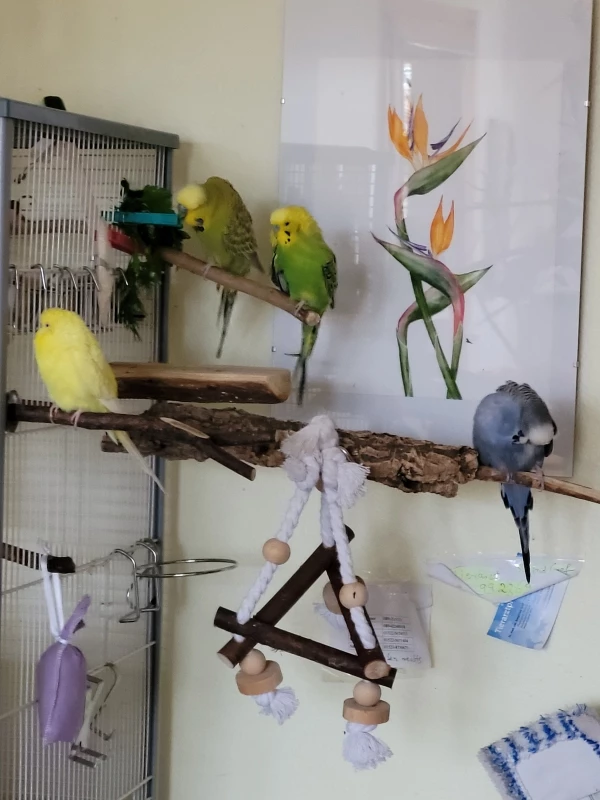 Wellensittich-Bild: Yellow links, Fidel ganz rechte Seite, oben links Mopsi, daneben Mr. Green, momentan ihr Lieblingsplatz.