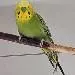 mr green