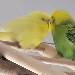 Yellow & MrGreen wahre Liebe für immer 