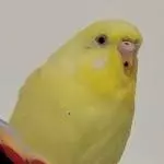 Yellow die Wunderschöne Chefin der 4 Schätze 
