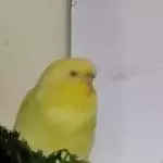 Yellow ganz müde mit den Äuglein zu