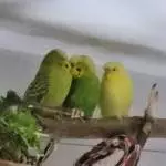 Was für Geheimnisse tauschen die zwei denn da nur aus?