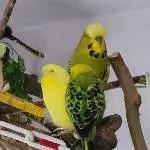 Die Herren Hähne bewachen Madame Siesta