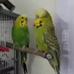 Was quatscht der Quatschkopf mich so zu?
