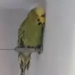 Keiner liebt mich, niemand hört mir zu, außer du, du weiße Wand
