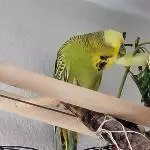Das schmeckt aber lecker!