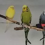 Meine 4 süßen Schätze  