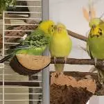 Schau mal Yellow, Mopsi sein peinliches Bewerbungsfoto 