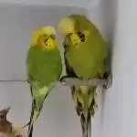 Nein, wir sind NICHT dick & doof!  