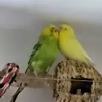 Liebe für immer und ewig 