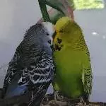 In inniger ewiger Liebe 