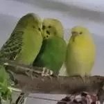 Piep piep piep, wir haben uns sehr lieb! ( meistens halt)