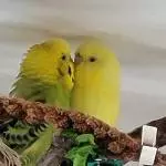 Wahre Liebe für immer!