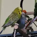 2 Unschuldsengelchen 