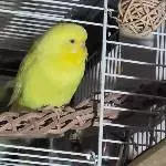 Yello meine gelbe Schönheit 