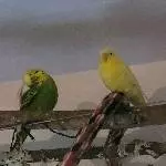 Wie sag ich es ihr nur das ich auf Mopsis äh Hähne toll finde?
