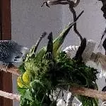  kopfüber durch die Stengelschlaufe