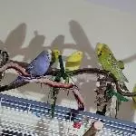 Schattenbilder, uii, jetzt sind wir zu 8